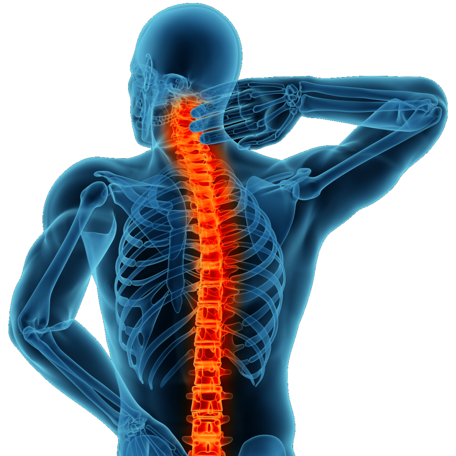 columna vertebral